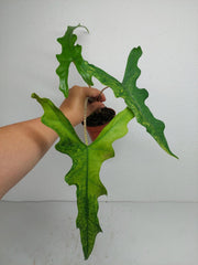 Alocasia Sabrina Aurea