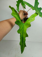 Alocasia Sabrina Aurea