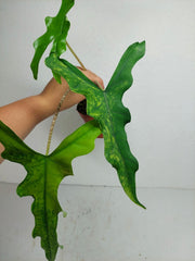 Alocasia Sabrina Aurea