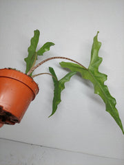 Alocasia Sabrina Aurea