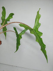 Alocasia Sabrina Aurea