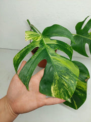 Monstera Aurea Stecklinge