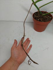 Monstera Aurea Stecklinge