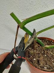 Monstera Aurea Stecklinge