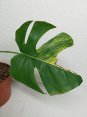 Monstera Aurea Stecklinge