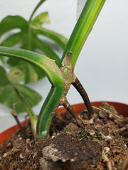 Monstera Aurea Stecklinge