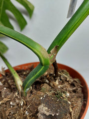 Monstera Aurea Stecklinge