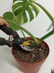 Monstera Aurea Stecklinge