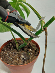 Monstera Aurea Stecklinge