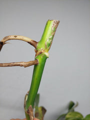 Monstera Aurea Stecklinge