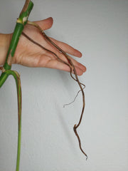 Monstera Aurea Stecklinge