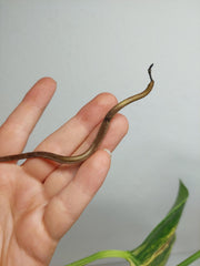 Monstera Aurea Stecklinge