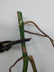 Monstera Aurea Stecklinge