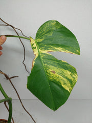 Monstera Aurea Stecklinge
