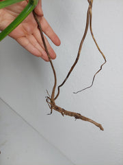Monstera Aurea Stecklinge