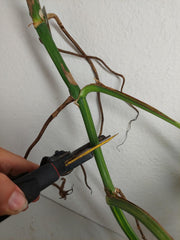 Monstera Aurea Stecklinge