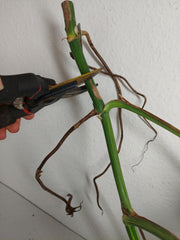 Monstera Aurea Stecklinge