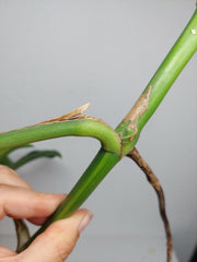 Monstera Aurea Stecklinge