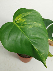 Monstera Aurea Stecklinge