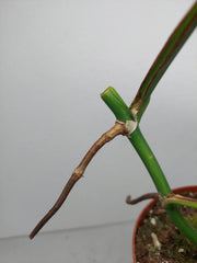 Monstera Aurea Stecklinge