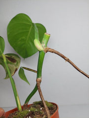 Monstera Aurea Stecklinge