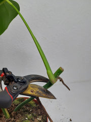 Monstera Aurea Stecklinge