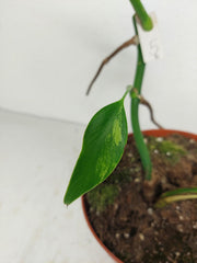 Monstera Aurea Stecklinge
