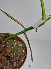 Monstera Aurea Stecklinge