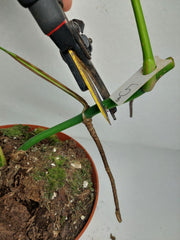 Monstera Aurea Stecklinge