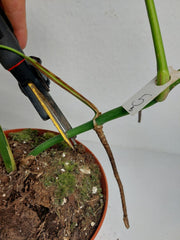 Monstera Aurea Stecklinge