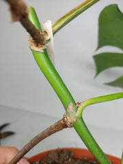 Monstera Aurea Stecklinge