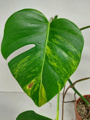 Monstera Aurea Stecklinge