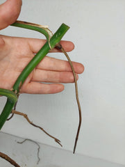 Monstera Aurea Stecklinge