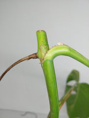 Monstera Aurea Stecklinge