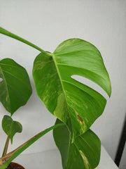Monstera Aurea Stecklinge