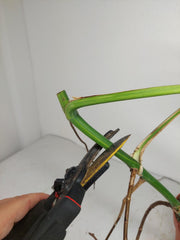 Monstera Aurea Stecklinge