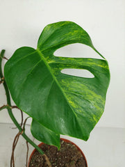 Monstera Aurea Stecklinge
