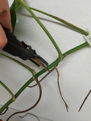 Monstera Aurea Stecklinge