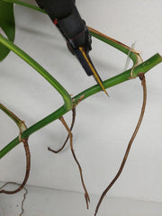 Monstera Aurea Stecklinge