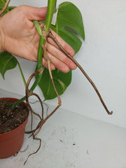 Monstera Aurea Stecklinge