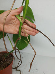 Monstera Aurea Stecklinge
