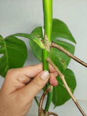 Monstera Aurea Stecklinge