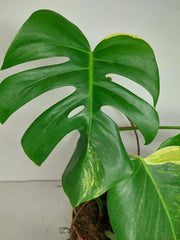 Monstera Aurea Stecklinge