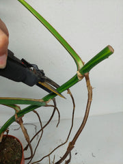 Monstera Aurea Stecklinge