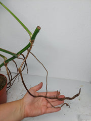 Monstera Aurea Stecklinge