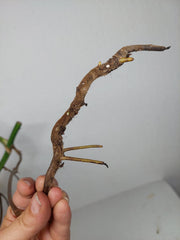 Monstera Aurea Stecklinge