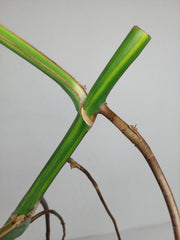 Monstera Aurea Stecklinge