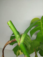 Monstera Aurea Stecklinge