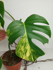 Monstera Aurea Stecklinge