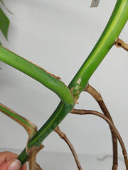 Monstera Aurea Stecklinge